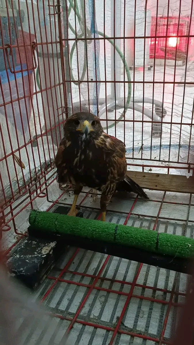 Rescatan búho y águila en&nbsp;Tula