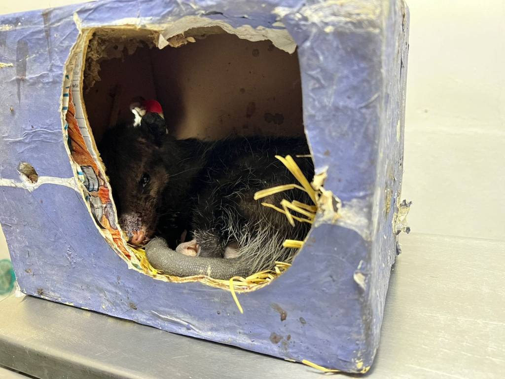 Es temporada de nacimiento de&nbsp;tlacuaches