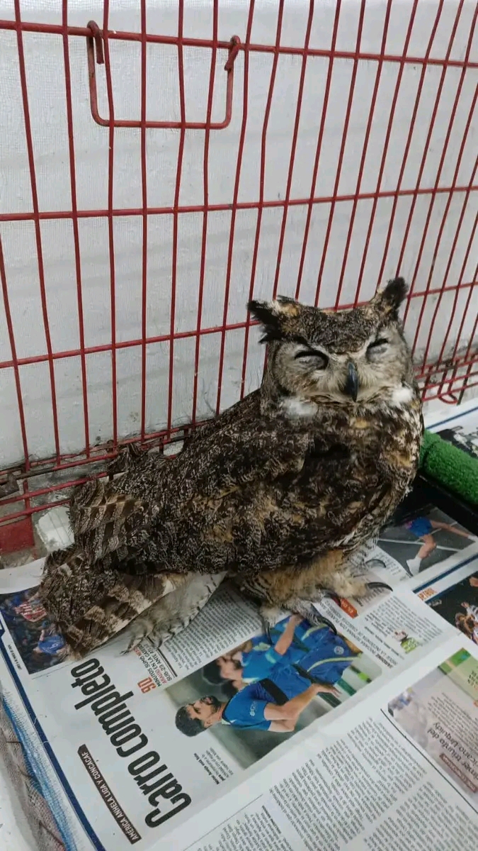 Reciben dos búhos cornudos&nbsp;lastimados