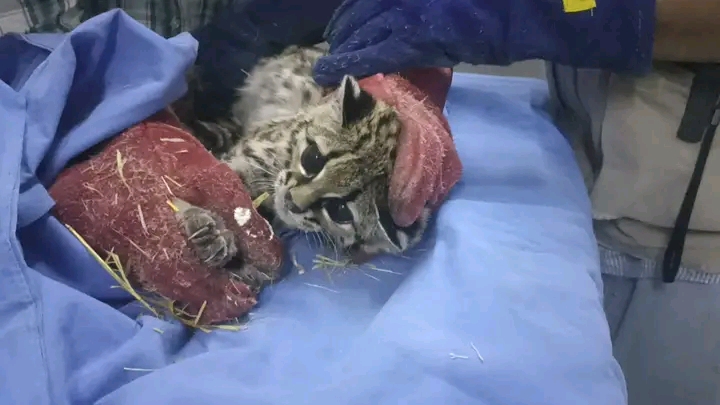 ‘Mármol’ culmina tratamiento&nbsp;multivitamínico