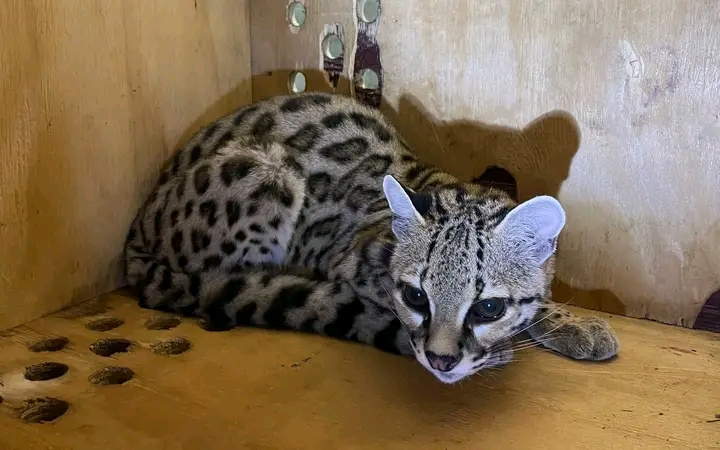 Rescatan tigrillo en cateo de&nbsp;Sinaloa