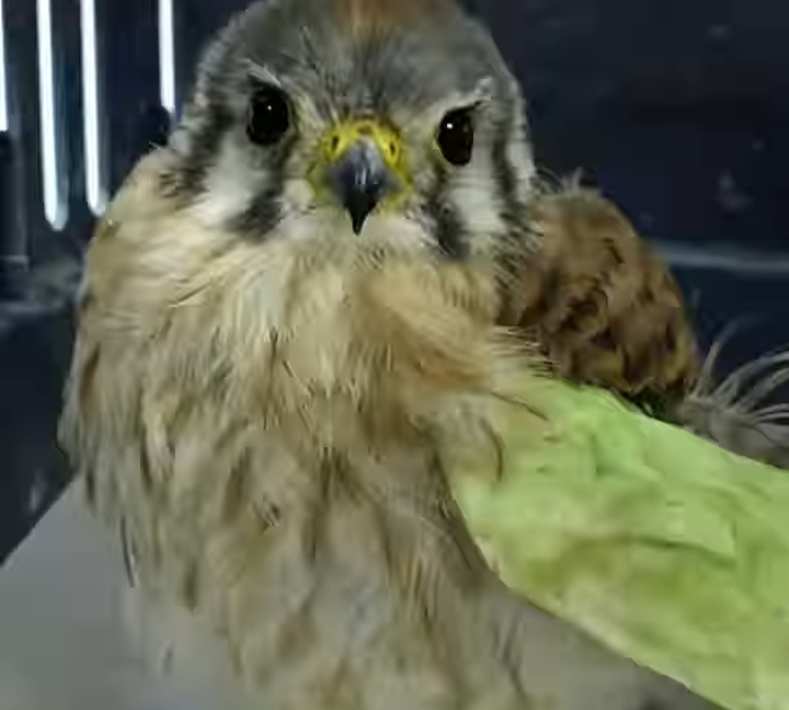 El Capitán Jack volvió a&nbsp;volar