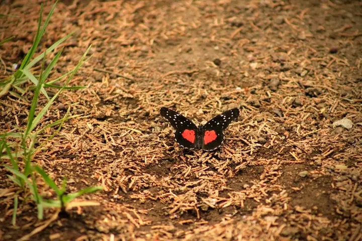 Inusual avistamiento de mariposas en&nbsp;Pachuca